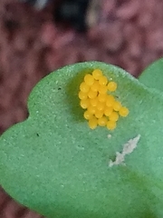 Coccinellidae