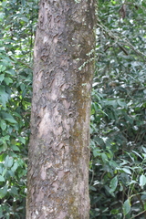 Flacourtia rukam