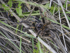 Grammostola pulchripes