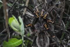 Grammostola pulchripes
