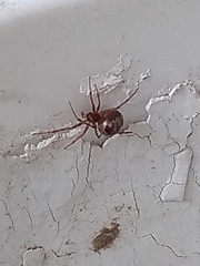Steatoda triangulosa