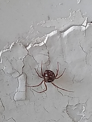 Steatoda triangulosa