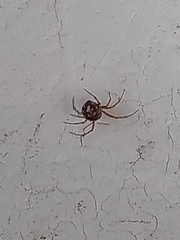 Steatoda triangulosa
