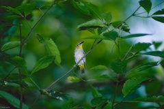 Zosterops simplex erwini