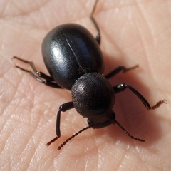 Misolampus scabricollis