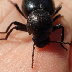 Misolampus scabricollis