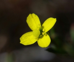 Camissonia strigulosa