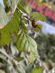 Harmonia axyridis