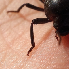 Misolampus scabricollis