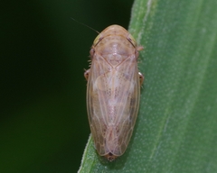 Euscelis distinguendus