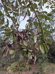 Photinia bodinieri
