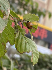 Harmonia axyridis