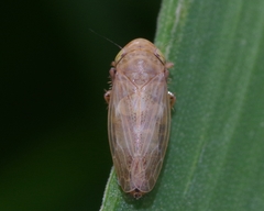 Euscelis distinguendus