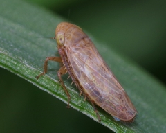 Euscelis distinguendus