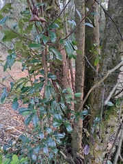 Photinia bodinieri