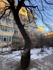 Prunus