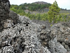 Stereocaulon vesuvianum