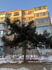 Pinus