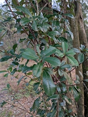 Photinia bodinieri
