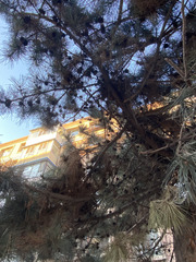 Pinus