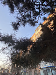 Pinus