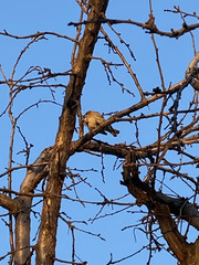 Passer montanus