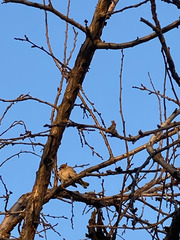 Passer montanus