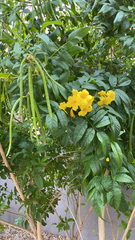 Tecoma stans