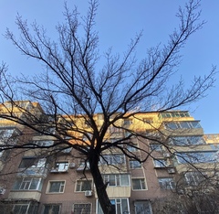Prunus