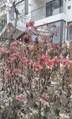 Magnoliopsida
