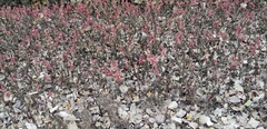Magnoliopsida