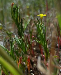 Camissonia strigulosa