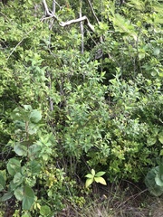 Pluchea carolinensis