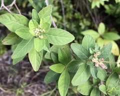 Pluchea carolinensis