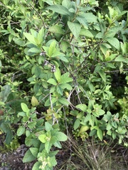 Pluchea carolinensis