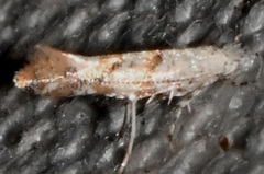 Cameraria hamadryadella