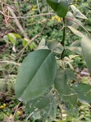 Citrus maxima