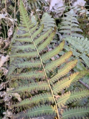 Diplazium esculentum