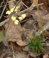 Stylidium spathulatum