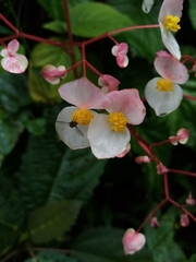 Begonia urophylla