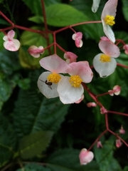 Begonia urophylla