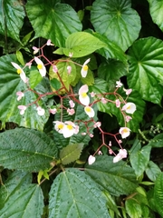 Begonia urophylla