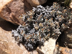 Helichrysum saxicola
