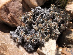 Helichrysum saxicola