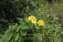 Stigmaphyllon emarginatum