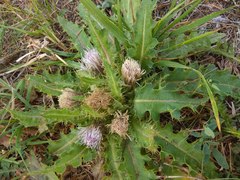 Cirsium roseolum