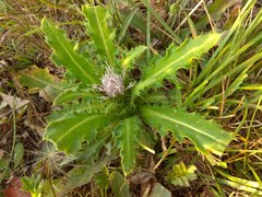 Cirsium roseolum