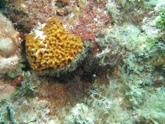 Lebrunia neglecta