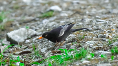 Turdus boulboul