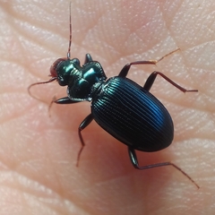 Leistus spinibarbis expansus